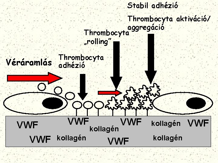 Stabil adhézió Thrombocyta aktiváció/ aggregáció Thrombocyta „rolling” Thrombocyta Véráramlás adhézió VWF VWF kollagén VWF