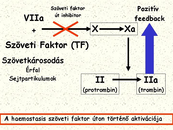 VIIa + Szöveti faktor út inhibitor X Pozitív feedback Xa Szöveti Faktor (TF) Szövetkárosodás