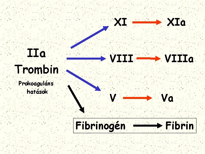 IIa Trombin Prokoaguláns hatások XI XIa VIIIa V Fibrinogén Va Fibrin 