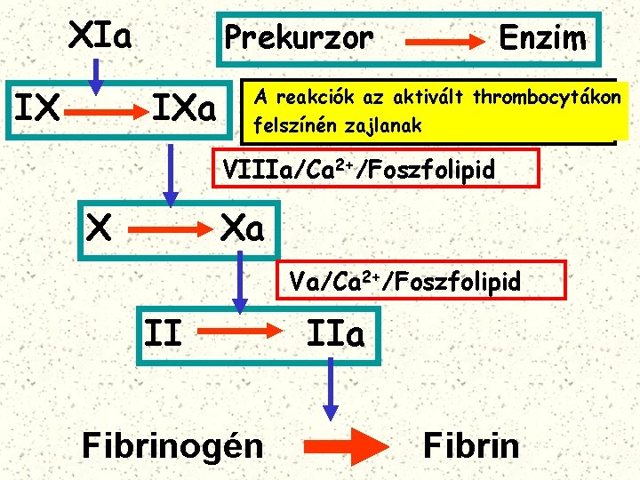 XIa IX Prekurzor IXa Enzim A reakciók az aktivált thrombocytákon felszínén zajlanak VIIIa/Ca 2+/Foszfolipid