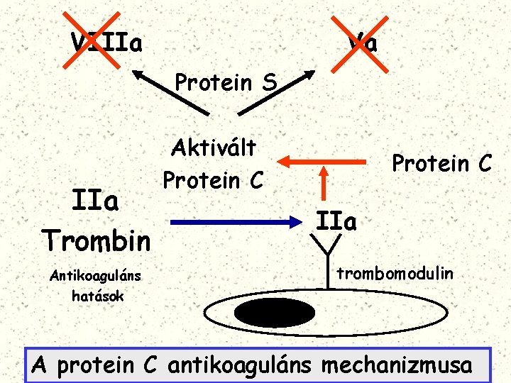 VIIIa Va Protein S IIa Trombin Antikoaguláns hatások Aktivált Protein C IIa trombomodulin A