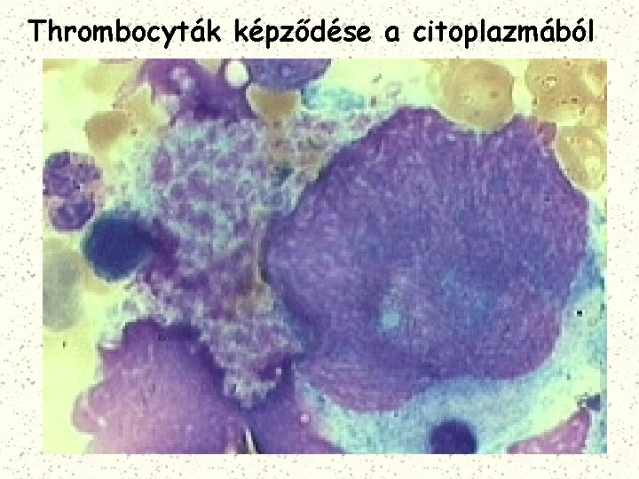 Thrombocyták képződése a citoplazmából 