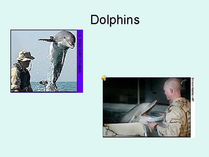 Dolphins 