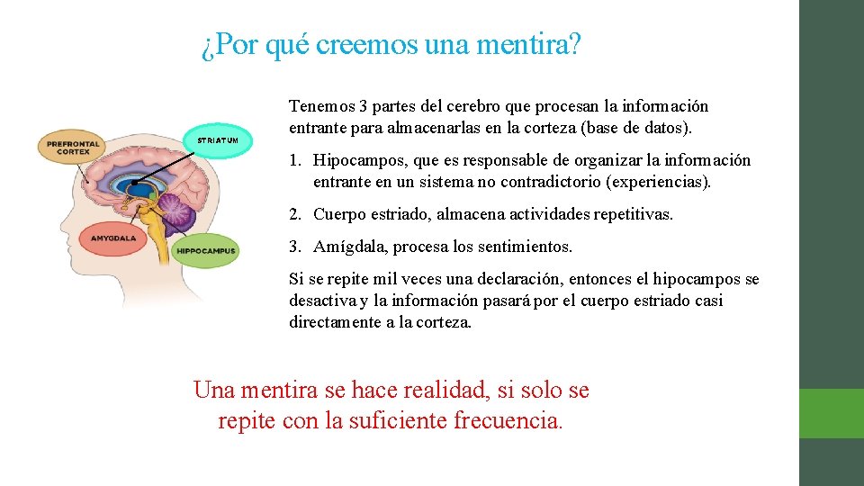 ¿Por qué creemos una mentira? STRIATUM Tenemos 3 partes del cerebro que procesan la