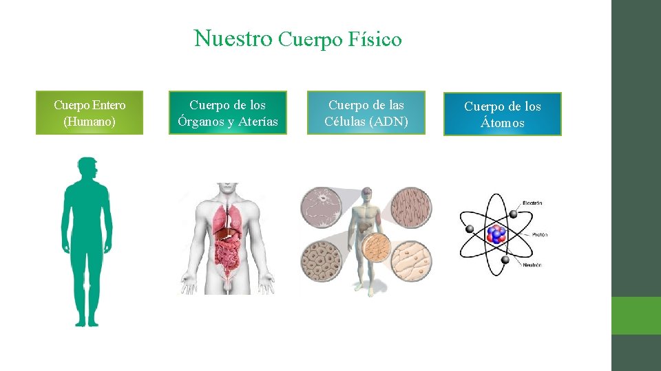 Nuestro Cuerpo Físico Cuerpo Entero (Humano) Cuerpo de los Órganos y Aterías Cuerpo de