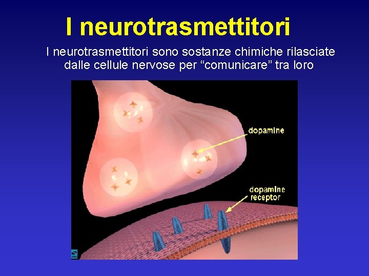 I neurotrasmettitori sono sostanze chimiche rilasciate dalle cellule nervose per “comunicare” tra loro 