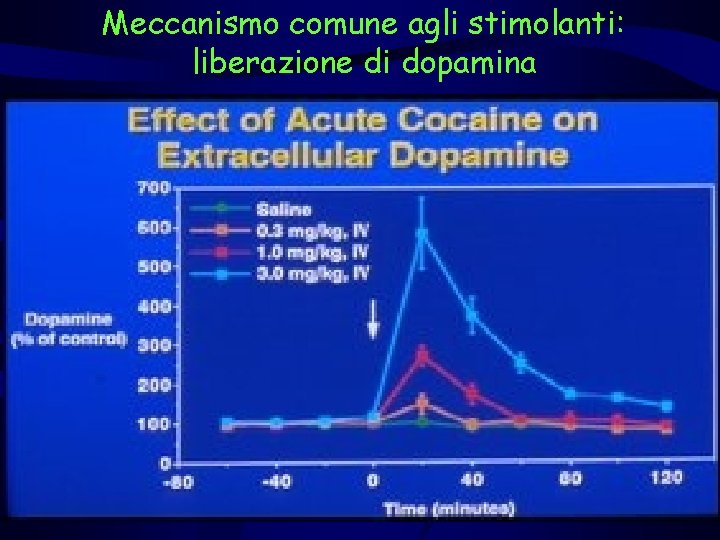 Meccanismo comune agli stimolanti: liberazione di dopamina 