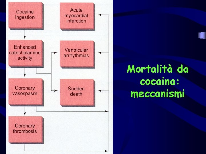 Mortalità da cocaina: meccanismi 