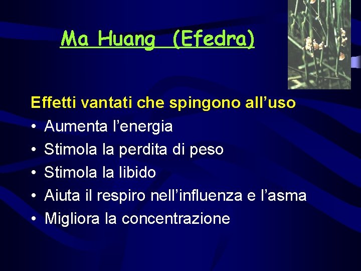 Ma Huang (Efedra) Effetti vantati che spingono all’uso • Aumenta l’energia • Stimola la