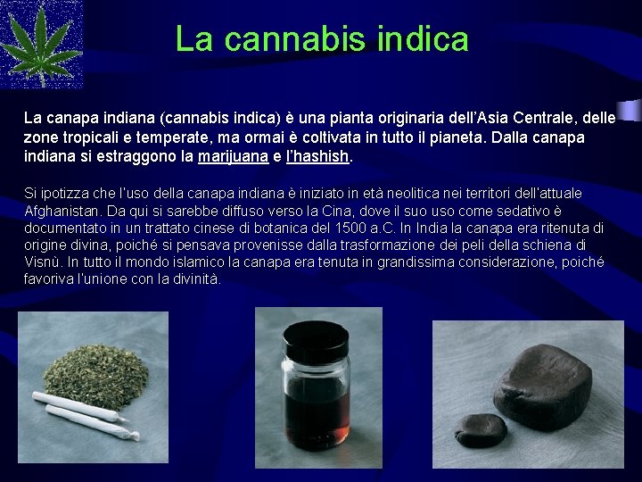 La cannabis indica La canapa indiana (cannabis indica) è una pianta originaria dell’Asia Centrale,