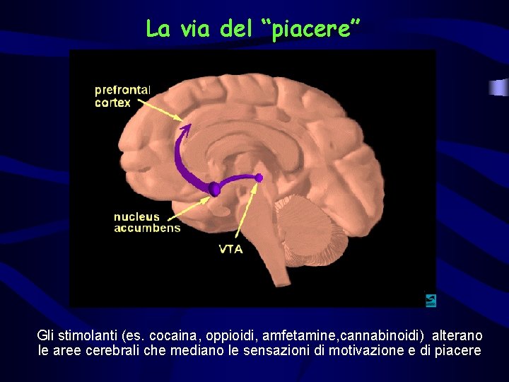 La via del “piacere” Gli stimolanti (es. cocaina, oppioidi, amfetamine, cannabinoidi) alterano le aree