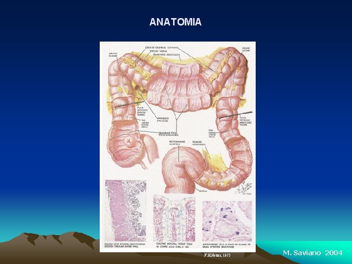 ANATOMIA F. H. Netter, 1975 M. Saviano 2004 