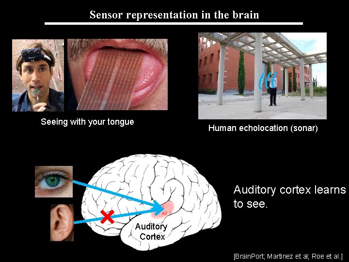 Sensor representation in the brain Seeing with your tongue Human echolocation (sonar) Auditory cortex