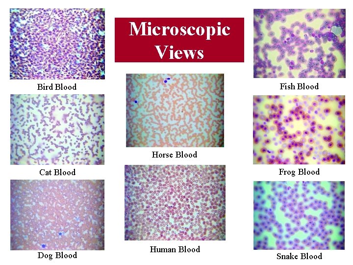 Microscopic Views Fish Blood Bird Blood Horse Blood Frog Blood Cat Blood Dog Blood Microscopic Views Fish Blood Bird Blood Horse Blood Frog Blood Cat Blood Dog Blood