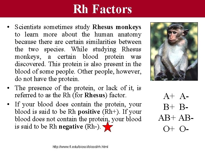 Rh Factors • Scientists sometimes study Rhesus monkeys to learn more about the human Rh Factors • Scientists sometimes study Rhesus monkeys to learn more about the human