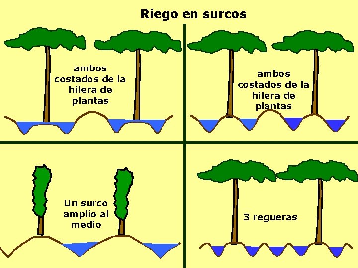 Riego en surcos ambos costados de la hilera de plantas Un surco amplio al