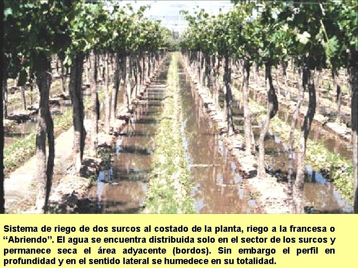 Sistema de riego de dos surcos al costado de la planta, riego a la