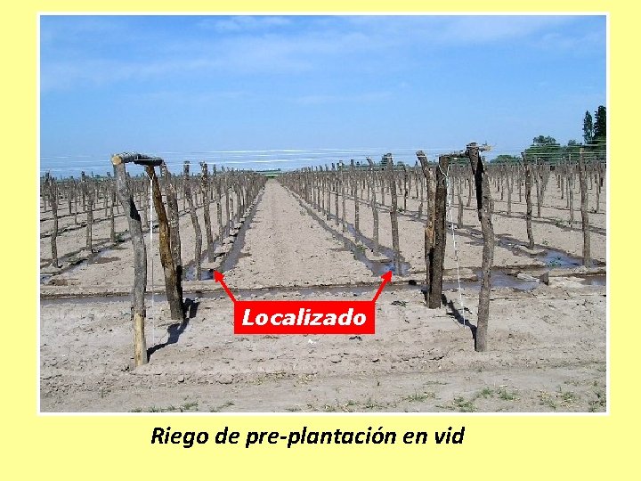 Localizado Riego de pre-plantación en vid 