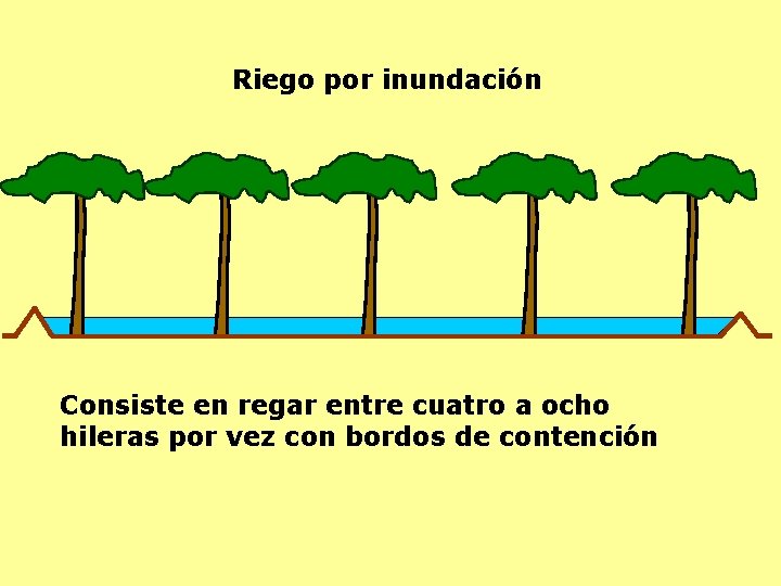 Riego por inundación Consiste en regar entre cuatro a ocho hileras por vez con