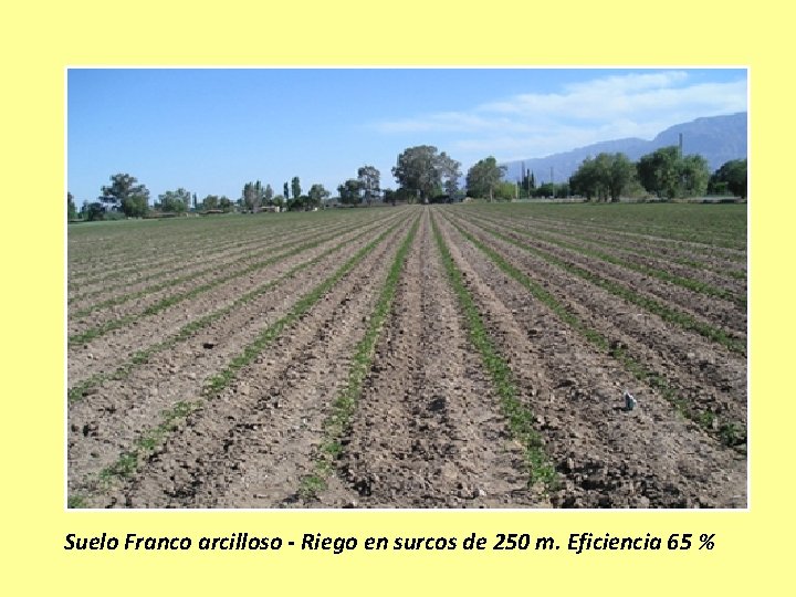 Suelo Franco arcilloso - Riego en surcos de 250 m. Eficiencia 65 % 