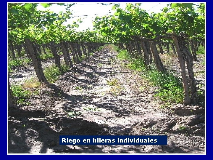 Riego en hileras individuales 