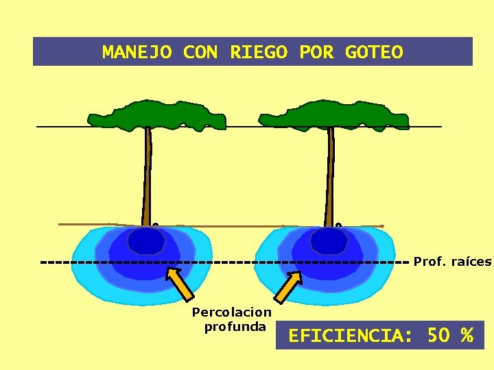 MANEJO CON RIEGO POR GOTEO Prof. raíces Percolacion profunda EFICIENCIA: 50 % 