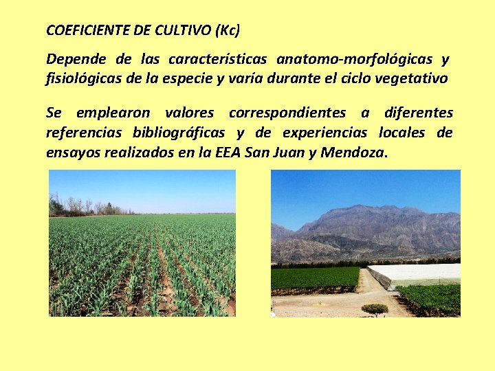 COEFICIENTE DE CULTIVO (Kc) Depende de las características anatomo-morfológicas y fisiológicas de la especie