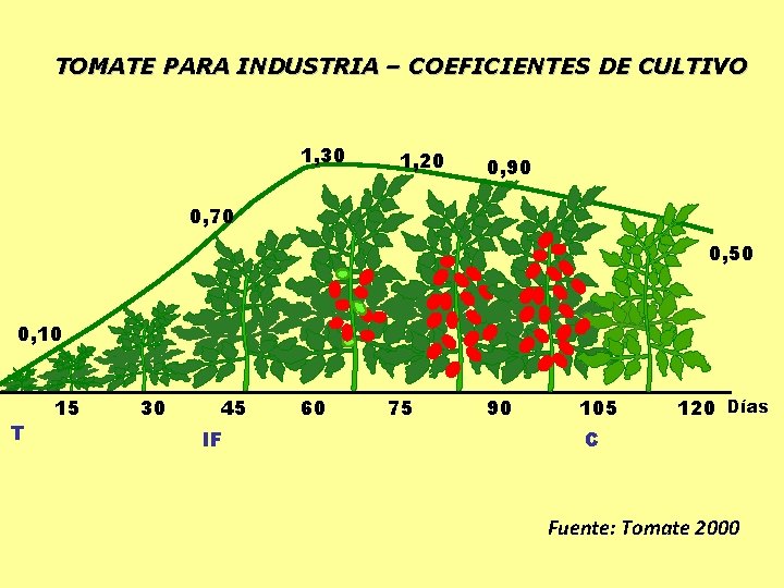 TOMATE PARA INDUSTRIA – COEFICIENTES DE CULTIVO 1, 30 1, 20 0, 90 0,