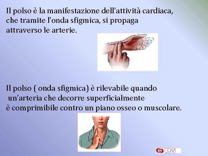 Il polso è la manifestazione dell’attività cardiaca, che tramite l’onda sfigmica, si propaga attraverso