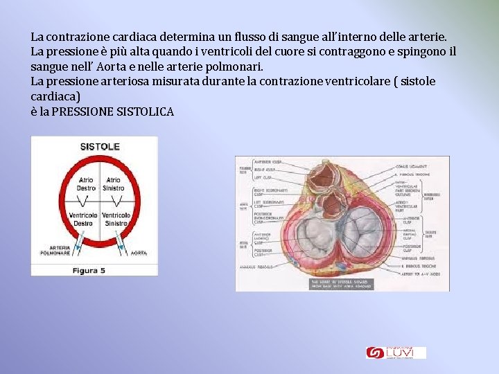 La contrazione cardiaca determina un flusso di sangue all’interno delle arterie. La pressione è