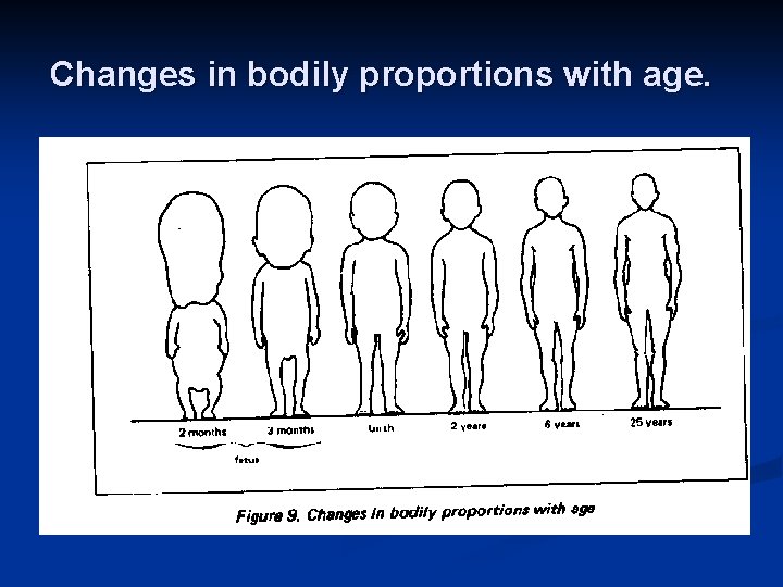 Changes in bodily proportions with age. 