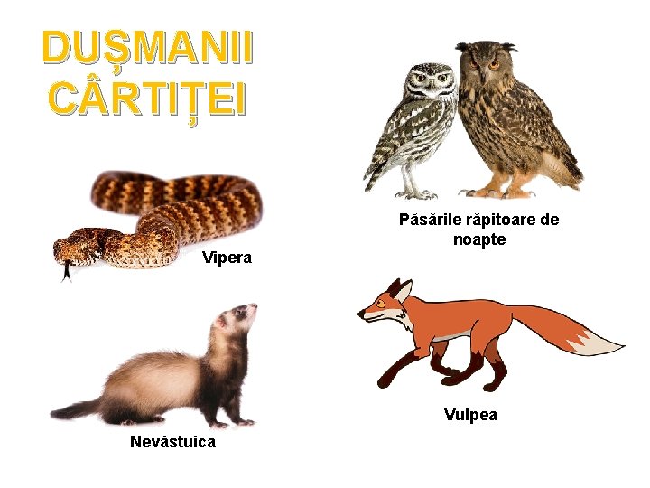 DUȘMANII C RTIȚEI Păsările răpitoare de noapte Vipera Vulpea Nevăstuica F A C O