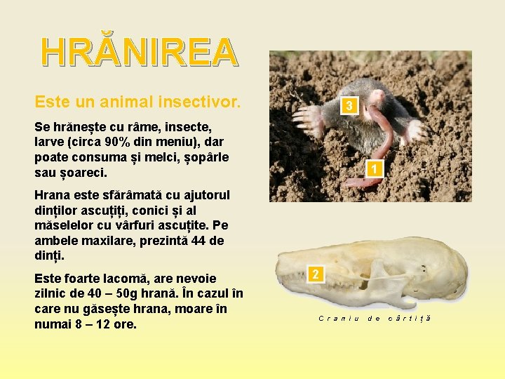 HRĂNIREA Este un animal insectivor. 3 Se hrănește cu râme, insecte, larve (circa 90%