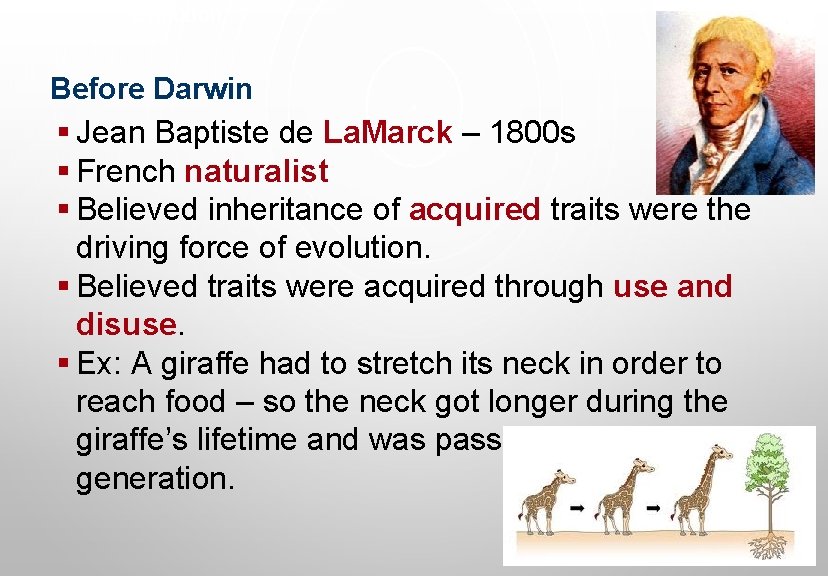 Evolution Before Darwin § Jean Baptiste de La. Marck – 1800 s § French