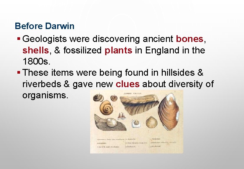 Evolution Before Darwin § Geologists were discovering ancient bones, shells, & fossilized plants in