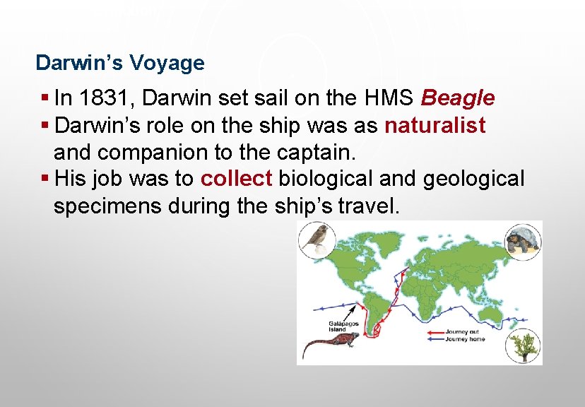 Evolution Darwin’s Voyage § In 1831, Darwin set sail on the HMS Beagle §