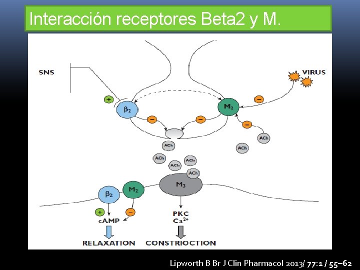Interacción receptores Beta 2 y M. Lipworth B Br J Clin Pharmacol 2013/ 77: Interacción receptores Beta 2 y M. Lipworth B Br J Clin Pharmacol 2013/ 77: