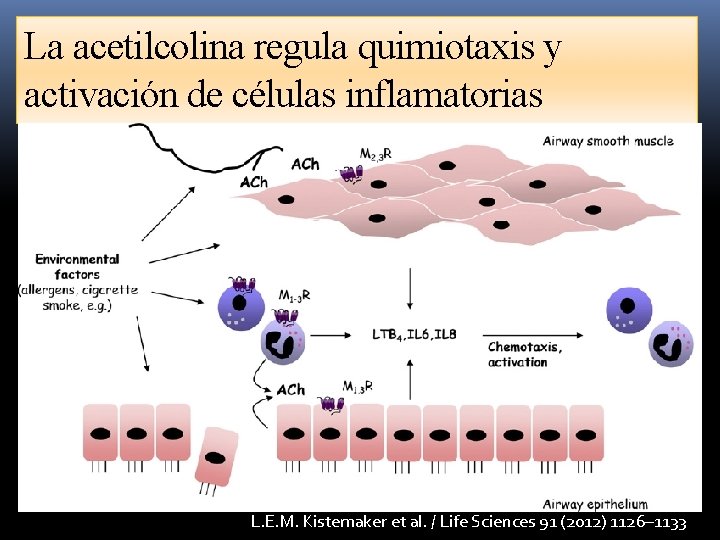 La acetilcolina regula quimiotaxis y activación de células inflamatorias L. E. M. Kistemaker et La acetilcolina regula quimiotaxis y activación de células inflamatorias L. E. M. Kistemaker et