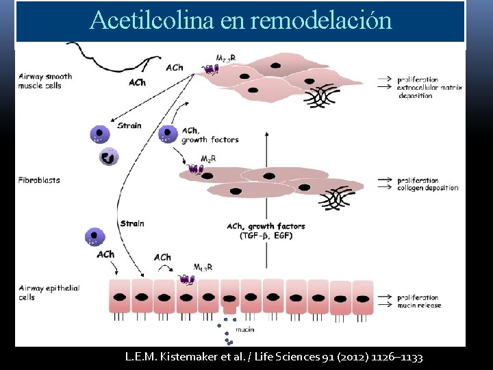 Acetilcolina en remodelación L. E. M. Kistemaker et al. / Life Sciences 91 (2012) Acetilcolina en remodelación L. E. M. Kistemaker et al. / Life Sciences 91 (2012)