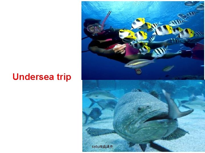 Undersea trip ks 5 u精品课件 