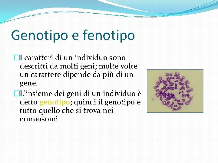Genotipo e fenotipo �I caratteri di un individuo sono descritti da molti geni; molte