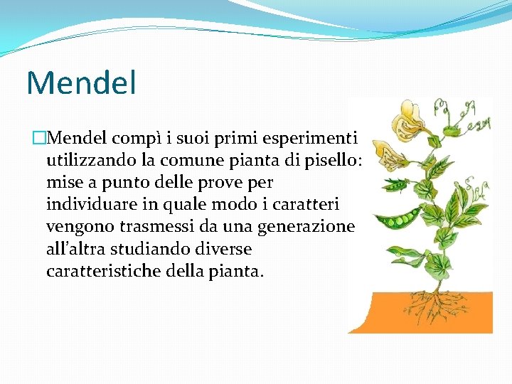 Mendel �Mendel compì i suoi primi esperimenti utilizzando la comune pianta di pisello: mise
