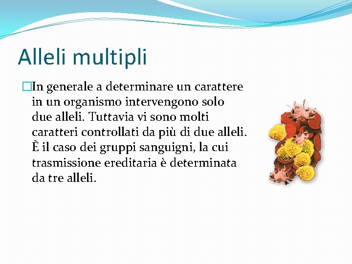 Alleli multipli �In generale a determinare un carattere in un organismo intervengono solo due