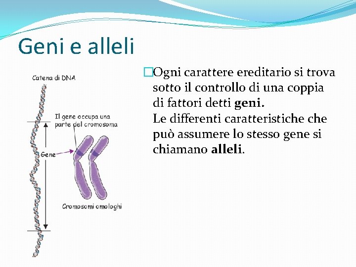Geni e alleli �Ogni carattere ereditario si trova sotto il controllo di una coppia