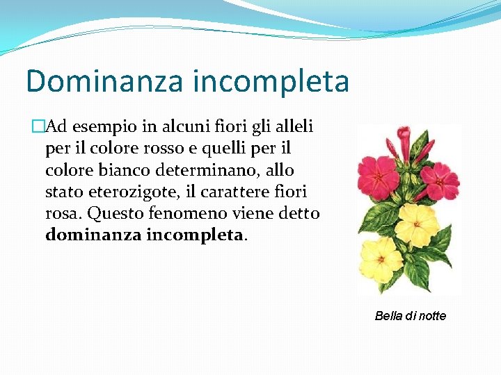 Dominanza incompleta �Ad esempio in alcuni fiori gli alleli per il colore rosso e