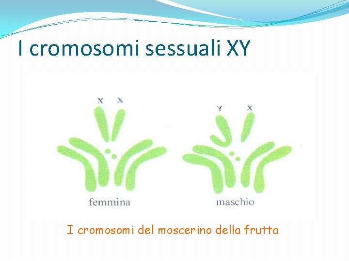 I cromosomi sessuali XY I cromosomi del moscerino della frutta 