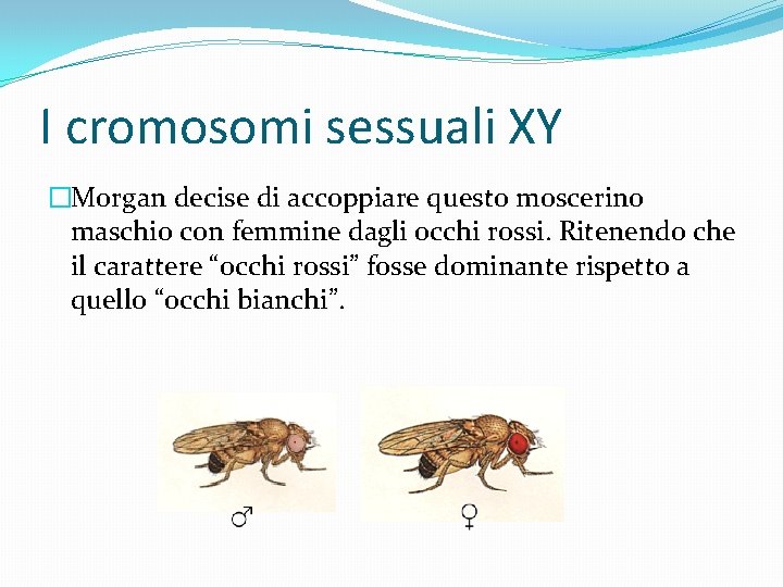 I cromosomi sessuali XY �Morgan decise di accoppiare questo moscerino maschio con femmine dagli
