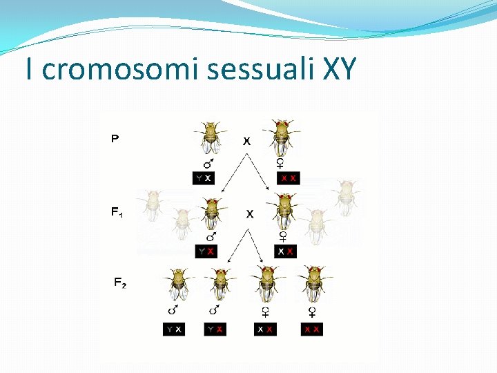 I cromosomi sessuali XY 