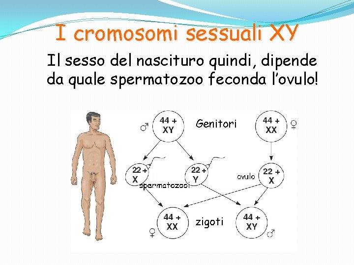 I cromosomi sessuali XY Il sesso del nascituro quindi, dipende da quale spermatozoo feconda