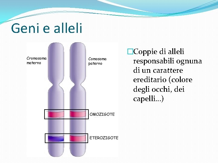 Geni e alleli �Coppie di alleli responsabili ognuna di un carattere ereditario (colore degli